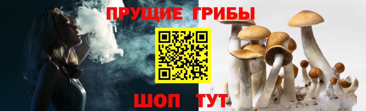 Галлюциногенные грибы Psilocybine cubensis  Дзержинск  Галлюциногенные грибы прущие грибы 